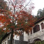 Lá phong rực đỏ trên đỉnh Bạch Mã Lá phong rực đỏ trên đỉnh Bạch Mã