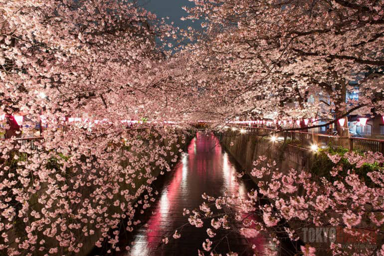 Sông MeguroBốn km chiều dài ven sông Meguro là nơi sinh sống của hơn 800 cây hoa anh đào. Vào mùa nở ra, chúng khiến cho khu vực bờ sông có vẻ đẹp say động lòng người. Khu vực này đẹp nhất vào ban đêm, khi các ánh đèn được thắp sáng và là điểm hẹn yêu thích của nhiều người. Ảnh: Tokyo cheapo.