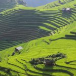 Mù Cang Chải là điểm đến 2020 Trang tin miêu tả Mù Căng Chải hiện ra như một ngôi làng trên núi đầy màu sắc, bao quanh bởi những đồng ruộng bậc thang cao chót vót. Ảnh: Frans Sellies.