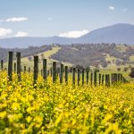 4 điểm hấp dẫn chỉ có ở mùa thu vàng Australia 4 điểm hấp dẫn chỉ có ở mùa thu vàng Australia