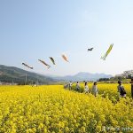 Những mùa hoa đẹp ở Nagano và Niigata Công viên hoa cải dầu ở thành phố Iiyama sở hữu cảnh quang nông thôn đẹp ấn tượng. Ảnh JR East