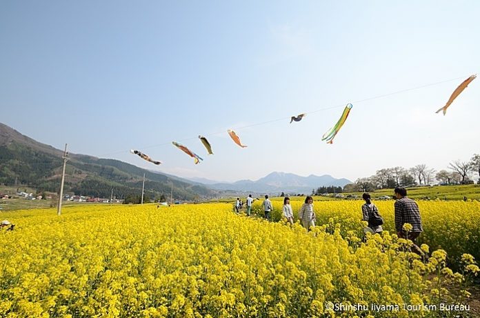 Công viên hoa cải dầu ở thành phố Iiyama sở hữu cảnh quang nông thôn đẹp ấn tượng. Ảnh JR East