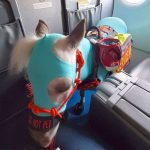 Ngựa trắng khởi hành cùng chủ trên khoang hạng nhất Ngua trang khoi hanh cung chu tren khoang hang nhat hinh anh 1 ngua.jpg