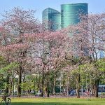 Điểm đến cho người không thích đông đúc Mùa hoa đào nở ở công viên. Ảnh: Sister Egg.