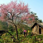 Hoa đào núi Tây Bắc khoe sắc hồng tuyệt đẹp trong nắng xuân Hoa đào núi Tây Bắc khoe sắc hồng tuyệt đẹp trong nắng xuân - Ảnh 1.