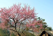 Hoa đào núi Tây Bắc khoe sắc hồng tuyệt đẹp trong nắng xuân Hoa đào núi Tây Bắc khoe sắc hồng tuyệt đẹp trong nắng xuân - Ảnh 1.