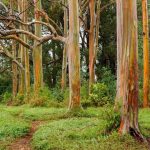 Gia tăng du khách tới Hawaii ngắm “cầu vồng trên cây” Gia tăng du khách tới Hawaii ngắm cầu vồng trên cây - Ảnh 1.