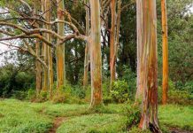 Gia tăng du khách tới Hawaii ngắm “cầu vồng trên cây” Gia tăng du khách tới Hawaii ngắm cầu vồng trên cây - Ảnh 1.