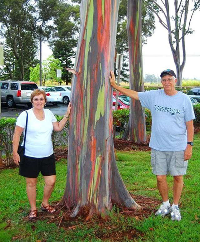 Gia tăng du khách tới Hawaii ngắm cầu vồng trên cây - Ảnh 2.