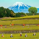 Khám phá vẻ đẹp nên thơ của Shizouka – quê hương núi Phú Sĩ Khám phá vẻ đẹp nên thơ của Shizouka - quê hương núi Phú Sĩ - Ảnh 1.