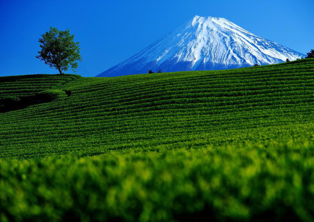 Khám phá vẻ đẹp nên thơ của Shizouka - quê hương núi Phú Sĩ - Ảnh 2.
