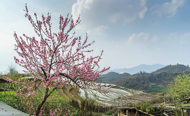 Hoa đào núi Tây Bắc khoe sắc hồng tuyệt đẹp trong nắng xuân - Ảnh 5.