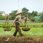 Khách Tây nghiên cứu quang gánh Quang gánh là vật dụng tiện dụng của người lao động tại Việt Nam và một số quốc gia châu Á. Ảnh: Fiveprime.