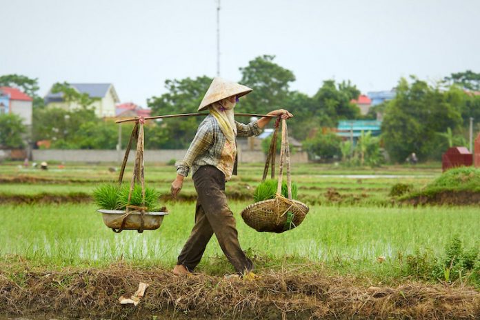 Quang gánh là vật dụng tiện dụng của người lao động tại Việt Nam và một số quốc gia châu Á. Ảnh: Fiveprime.