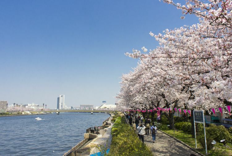 Công viên SumidaKhu vực trải dài từ cầu Azumabashi đến cầu Sakurabashi sông Sumida là điểm ngắm hoa anh đào nổi tiếng, tồn tại nhiều thế kỷ. Hơn 1.000 cây anh đào được trồng dọc bờ sông tạo nên một khung cảnh tuyệt đẹp cho những buổi dã ngoại. Từ nơi này bạn có thể thấy tháp truyền hình Tokyo Skytree. Ngoài ra, nếu cảm thấy đông đúc mệt mỏi, bạn có thể đi thuyền yakatabune trên sông và tận hưởng không khí trong lành với xung quanh là rừng đào. Ảnh: Go Tokyo.