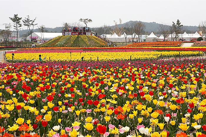 Đồng hoa tulip đầy màu sắc tại lễ hội. Ảnh: Visit Korea.