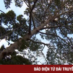 Đón ngày mới tại “thành phố xanh” Trà Vinh