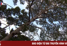 Đón ngày mới tại “thành phố xanh” Trà Vinh