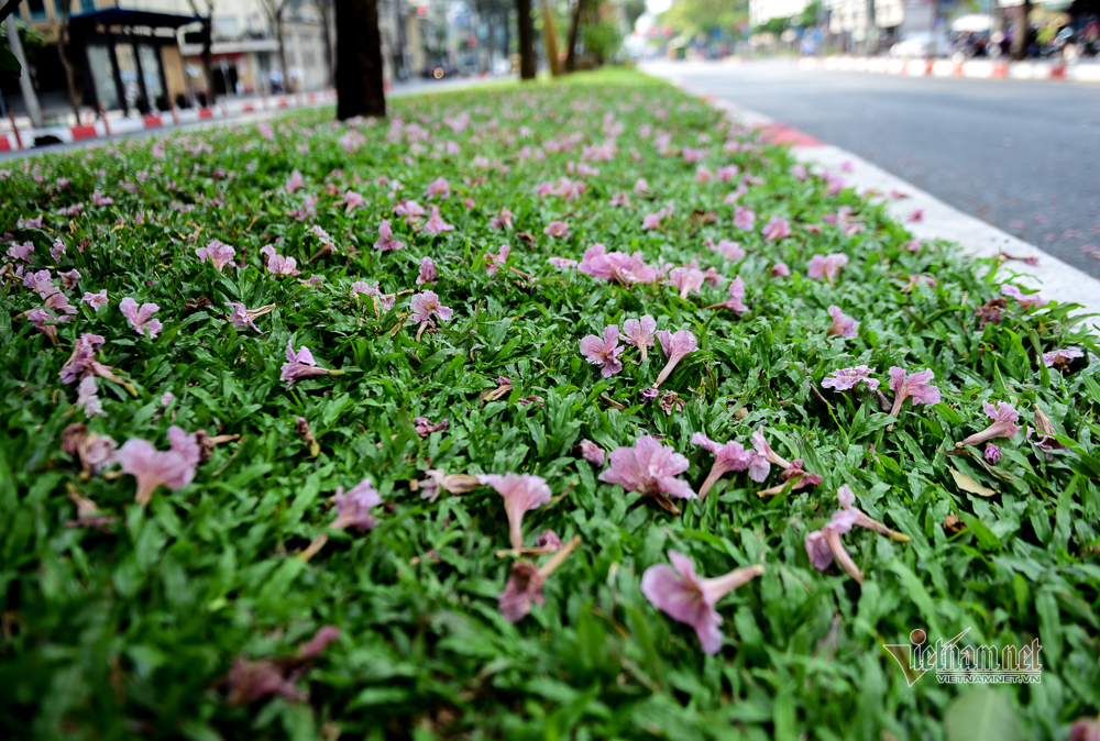 Hoa kèn hồng nở rực trên phố Sài Gòn