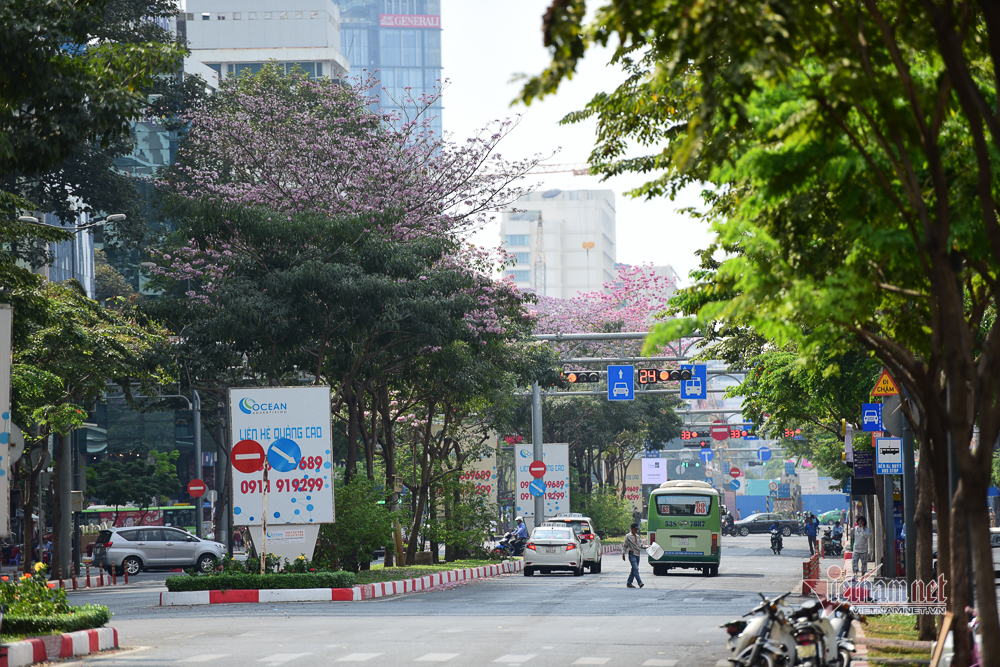 Hoa kèn hồng nở rực trên phố Sài Gòn