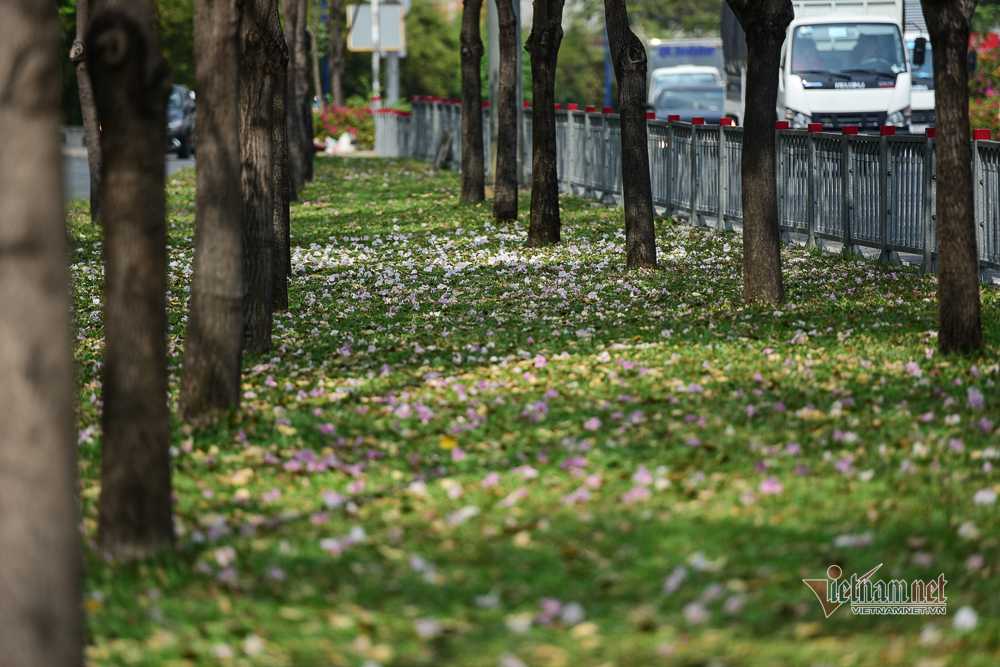 Hoa kèn hồng nở rực trên phố Sài Gòn