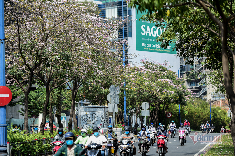 Hoa kèn hồng nở rực trên phố Sài Gòn