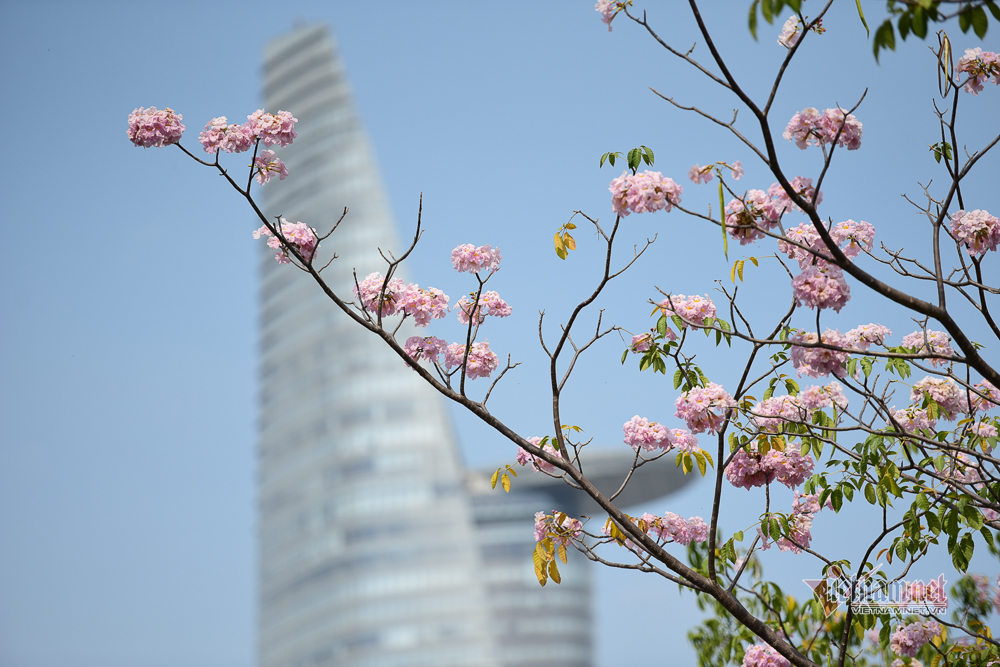 Hoa kèn hồng nở rực trên phố Sài Gòn
