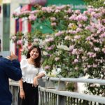 Hoa kèn hồng nở rực trên phố Sài Gòn Hoa kèn hồng nở rực trên phố Sài Gòn