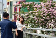 Hoa kèn hồng nở rực trên phố Sài Gòn Hoa kèn hồng nở rực trên phố Sài Gòn