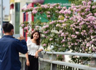 Hoa kèn hồng nở rực trên phố Sài Gòn Hoa kèn hồng nở rực trên phố Sài Gòn