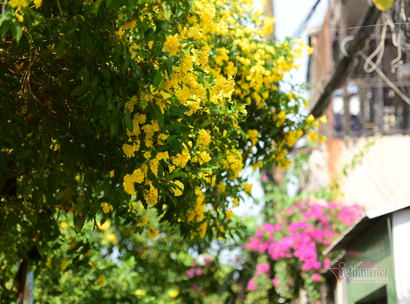 Hoa huỳnh liên rực rỡ ở đường tàu Sài Gòn