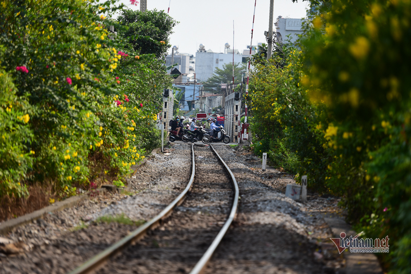 Hoa huỳnh liên rực rỡ ở đường tàu Sài Gòn