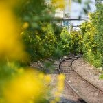 Hoa huỳnh liên rực rỡ ở đường tàu Sài Gòn Hoa huỳnh liên rực rỡ ở đường tàu Sài Gòn