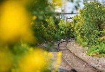 Hoa huỳnh liên rực rỡ ở đường tàu Sài Gòn Hoa huỳnh liên rực rỡ ở đường tàu Sài Gòn