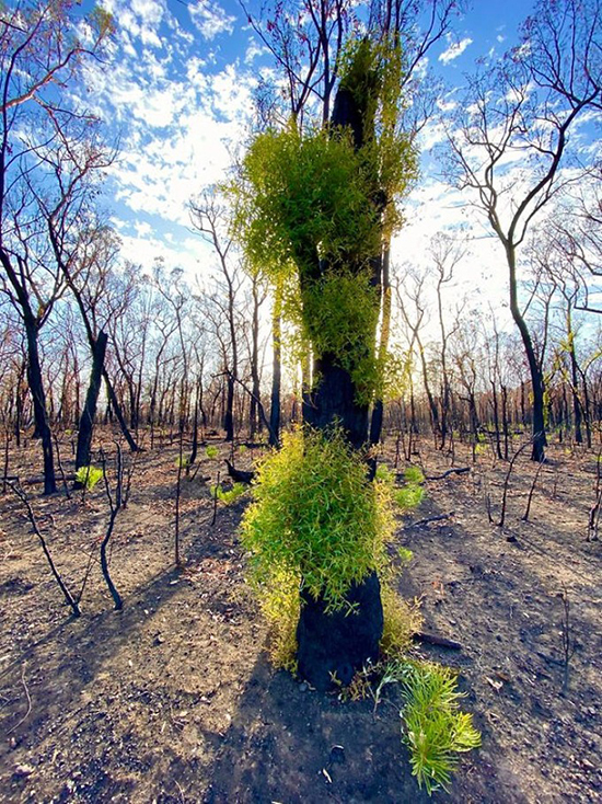 Rừng Australia đâm chồi trong tàn tro