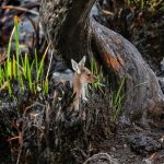 Rừng Australia đâm chồi trong tàn tro Rừng Australia đâm chồi trong tàn tro