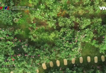 Lạc bước vào vườn hoa hồng hơn 1ha ở Hà Nội Lạc bước vào vườn hoa hồng hơn 1ha ở Hà Nội - Ảnh 1.