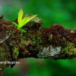 Đẹp ngất ngây mùa hoa mận nở ở Nà Ka, Mộc Châu Đẹp ngất ngây mùa hoa mận nở ở Nà Ka, Mộc Châu - Ảnh 1.