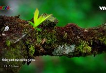 Đẹp ngất ngây mùa hoa mận nở ở Nà Ka, Mộc Châu Đẹp ngất ngây mùa hoa mận nở ở Nà Ka, Mộc Châu - Ảnh 1.