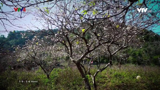 Đẹp ngất ngây mùa hoa mận nở ở Nà Ka, Mộc Châu - Ảnh 5.
