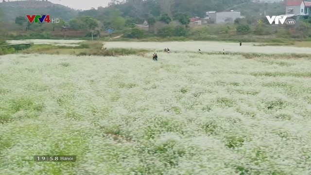 Tan chảy trước cánh đồng hoa cải trắng bạt ngàn ở Mộc Châu - Ảnh 4.