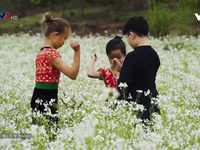 'Tan chảy' trước cánh đồng hoa cải trắng bạt ngàn ở Mộc Châu