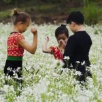 “Tan chảy” trước cánh đồng hoa cải trắng bạt ngàn ở Mộc Châu Tan chảy trước cánh đồng hoa cải trắng bạt ngàn ở Mộc Châu - Ảnh 1.