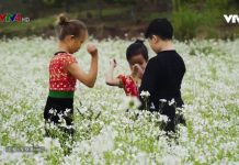 “Tan chảy” trước cánh đồng hoa cải trắng bạt ngàn ở Mộc Châu Tan chảy trước cánh đồng hoa cải trắng bạt ngàn ở Mộc Châu - Ảnh 1.