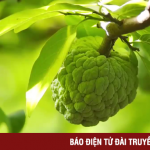 Khám phá vựa trái ngọt Mai Sơn, Sơn La