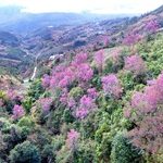 Trải nghiệm dịp nông nhàn nơi vùng cao Mù Cang Chải, Yên Bái Rực rỡ sắc đào rừng ở vùng cao Mù Cang Chải