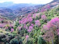 Trải nghiệm dịp nông nhàn nơi vùng cao Mù Cang Chải, Yên Bái Rực rỡ sắc đào rừng ở vùng cao Mù Cang Chải