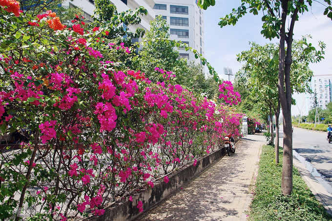 Mùa hoa giấy nở