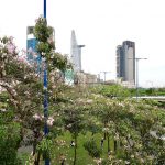 Kèn hồng bung nở Kèn hồng bung nở