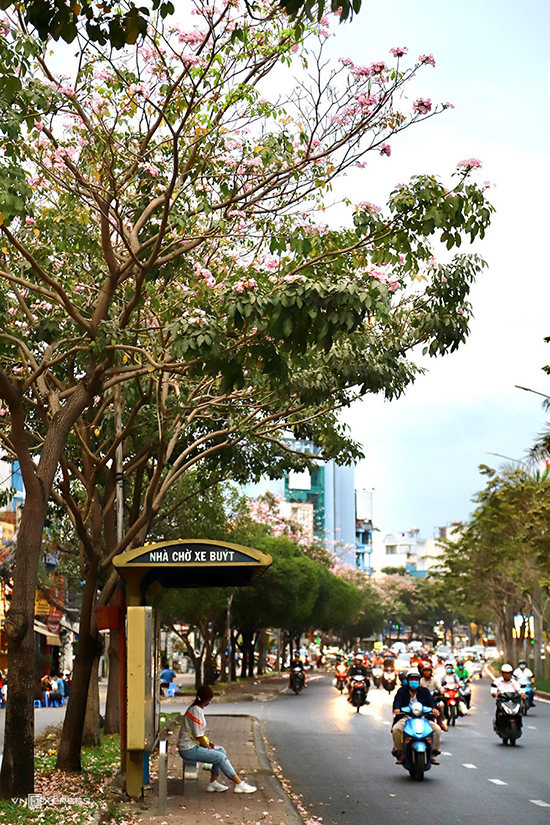 Kèn hồng bung nở